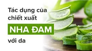 Nha đam là gì? Những công dụng của nha đam trong làm đẹp - Mẹo Hay